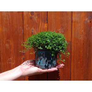 Rodinné šťastie (Soleirolia soleirolii) - výška 5-10 cm ⌀ 15-20 cm, kont. C1L
